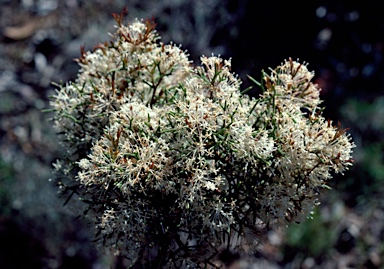 APII jpeg image of Hakea lissocarpha  © contact APII