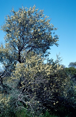 APII jpeg image of Hakea preissii  © contact APII