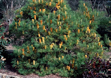 APII jpeg image of Banksia spinulosa var. collina  © contact APII