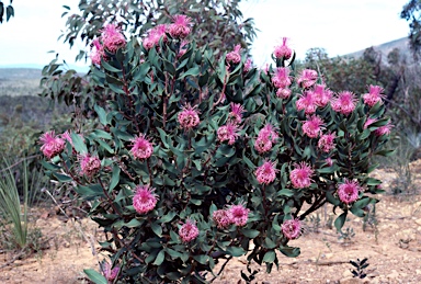 APII jpeg image of Isopogon latifolius  © contact APII