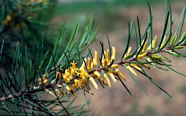 APII jpeg image of Persoonia pinifolia  © contact APII