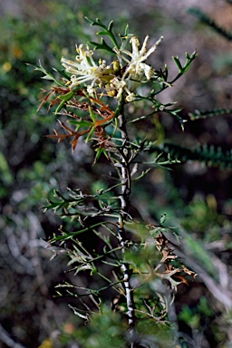 APII jpeg image of Petrophile striata  © contact APII