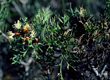 APII jpeg image of Petrophile striata  © contact APII