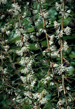 APII jpeg image of Hakea varia  © contact APII