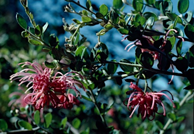 APII jpeg image of Grevillea speciosa  © contact APII