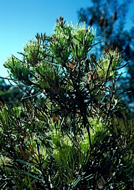 APII jpeg image of Hakea corymbosa  © contact APII