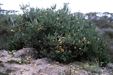 APII jpeg image of Banksia marginata  © contact APII