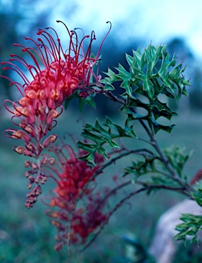 APII jpeg image of Grevillea bipinnatifida  © contact APII