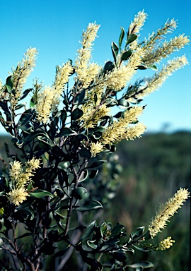 APII jpeg image of Grevillea integrifolia  © contact APII