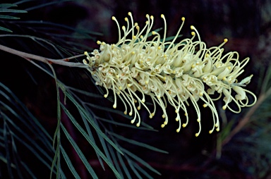 APII jpeg image of Grevillea whiteana  © contact APII