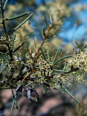 APII jpeg image of Hakea preissii  © contact APII