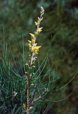 APII jpeg image of Persoonia saccata  © contact APII