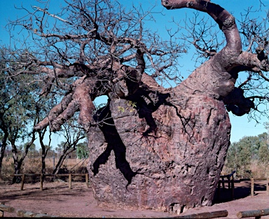 APII jpeg image of Adansonia gregorii  © contact APII