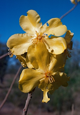 APII jpeg image of Cochlospermum fraseri  © contact APII