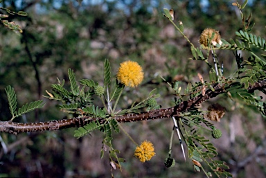 APII jpeg image of Vachellia farnesiana  © contact APII