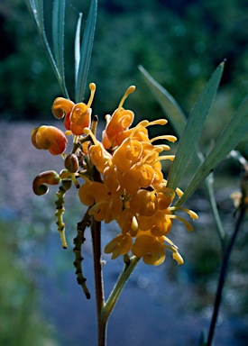 APII jpeg image of Grevillea refracta  © contact APII