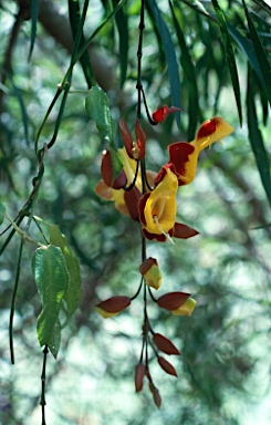 APII jpeg image of Thunbergia mysorensis  © contact APII