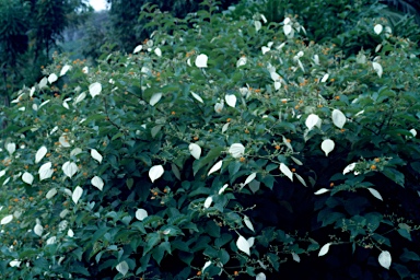 APII jpeg image of Mussaenda frondosa  © contact APII