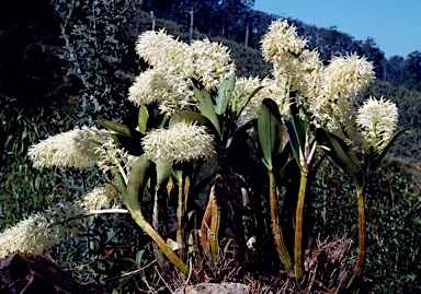 APII jpeg image of Dendrobium speciosum  © contact APII