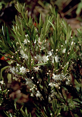 APII jpeg image of Austromyrtus tenuifolia  © contact APII