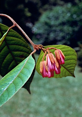 APII jpeg image of Aceratium ferrugineum  © contact APII