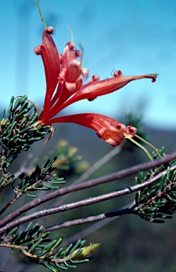 APII jpeg image of Lambertia ericifolia  © contact APII