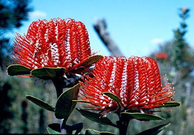 APII jpeg image of Banksia coccinea  © contact APII