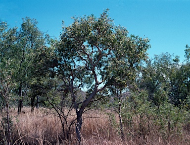 APII jpeg image of Melaleuca nervosa  © contact APII