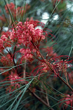 APII jpeg image of Grevillea 'Long John'  © contact APII