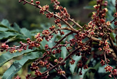 APII jpeg image of Cupaniopsis newmanii  © contact APII