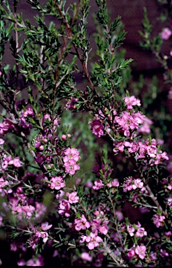 APII jpeg image of Kunzea affinis  © contact APII