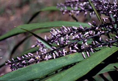 APII jpeg image of Cordyline stricta  © contact APII