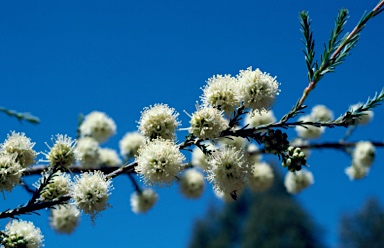 APII jpeg image of Kunzea ericifolia  © contact APII