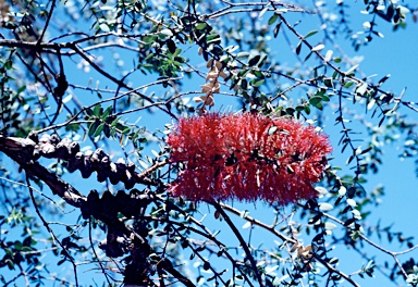 APII jpeg image of Melaleuca elliptica  © contact APII