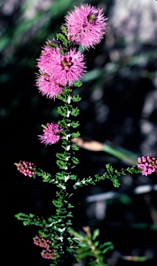 APII jpeg image of Beaufortia schaueri  © contact APII