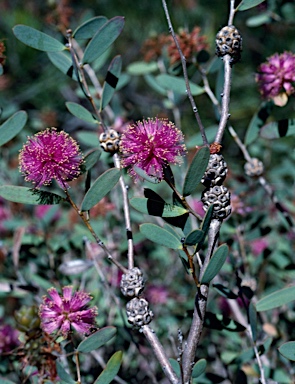 APII jpeg image of Melaleuca conothamnoides  © contact APII