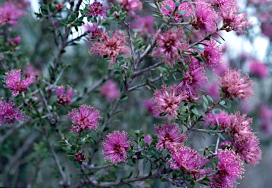 APII jpeg image of Melaleuca seriata  © contact APII