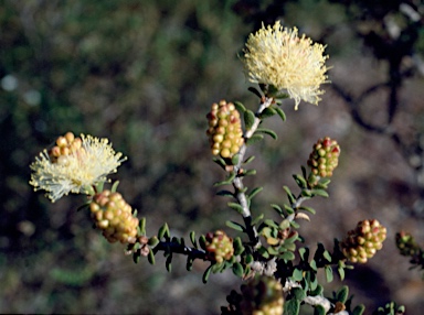 APII jpeg image of Melaleuca ciliosa  © contact APII