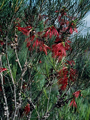 APII jpeg image of Calothamnus quadrifidus  © contact APII