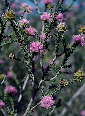 APII jpeg image of Kunzea micrantha  © contact APII