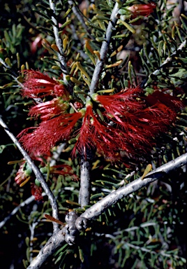 APII jpeg image of Calothamnus quadrifidus  © contact APII