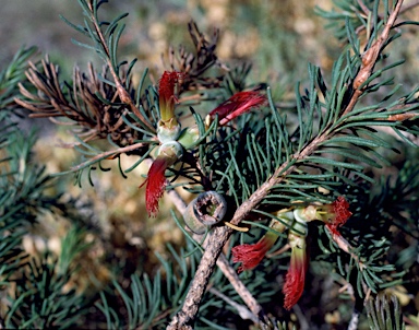 APII jpeg image of Calothamnus oldfieldii  © contact APII