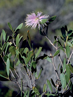 APII jpeg image of Melaleuca campanae  © contact APII