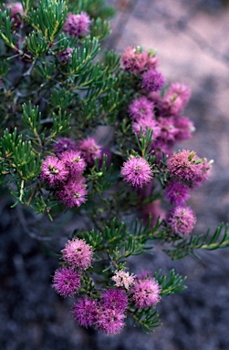 APII jpeg image of Melaleuca carrii  © contact APII