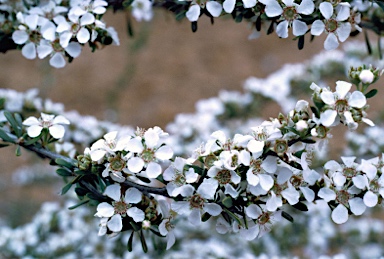 APII jpeg image of Leptospermum  © contact APII