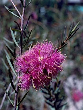 APII jpeg image of Melaleuca fulgens x Melaleuca radula  © contact APII