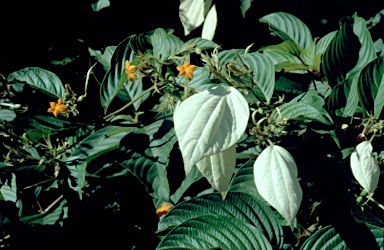 APII jpeg image of Mussaenda frondosa  © contact APII