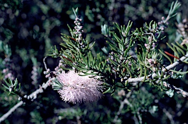 APII jpeg image of Melaleuca subfalcata  © contact APII