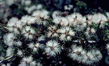 APII jpeg image of Melaleuca pauperiflora subsp. pauperiflora  © contact APII