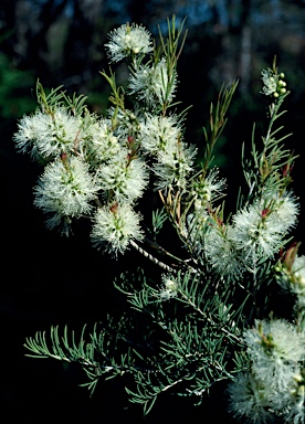 APII jpeg image of Melaleuca rhaphiophylla  © contact APII